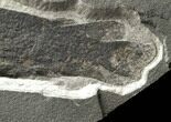 Rare Devonian Lungfish (Dipterus) - Scotland #5967-3